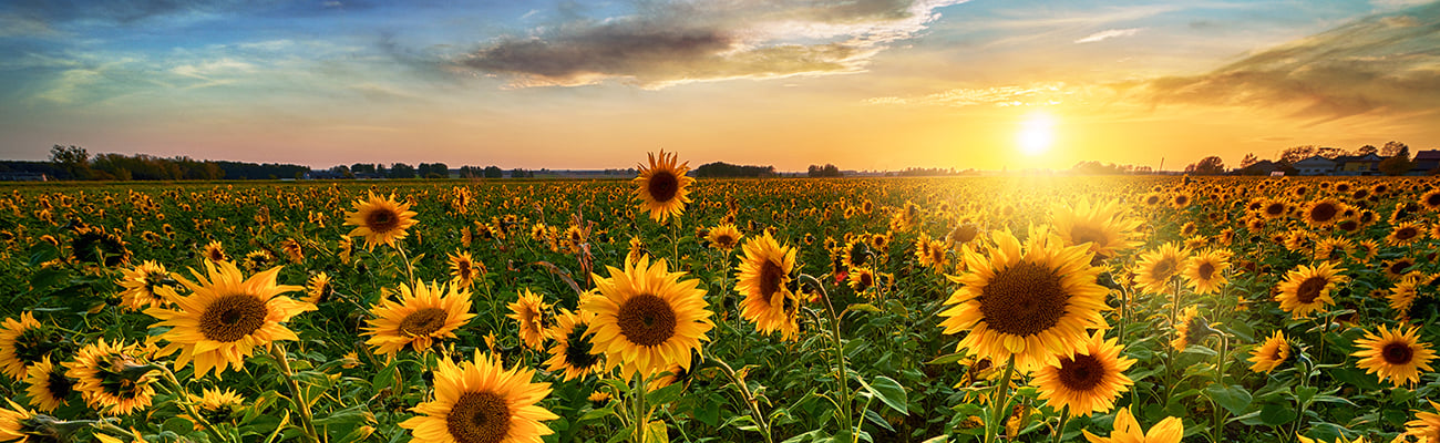 H-sunflowers.jpg